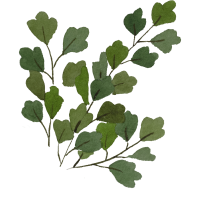 clipart fotóalbumok