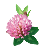 clipart fotóalbumok