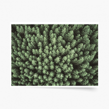 Poszter, Las: Woods, 40x30