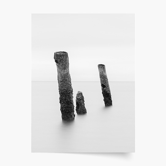 Poszter, Fekete-fehér: Fák, 30x40