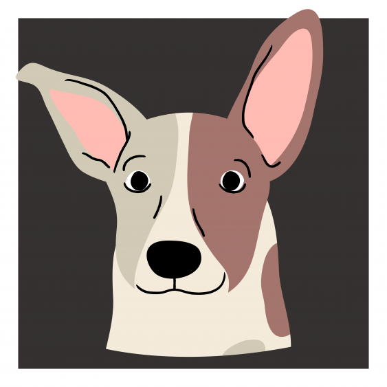 Poszter, Kutyák: Jack Russell, 30x30