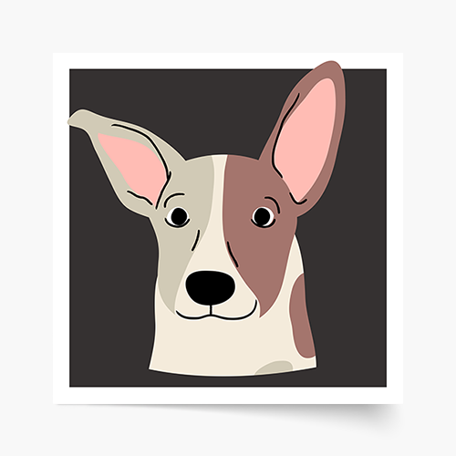 Poszter, Kutyák: Jack Russell, 30x30