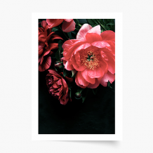 Poszter, Virágok: Bazsarózsák 2, 21x30